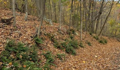 Photo #9 of WOODLANDS DRIVE, FLINT HILL, VA 14.4 acres