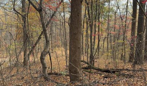 Photo #11 of WOODLANDS DRIVE, FLINT HILL, VA 14.4 acres