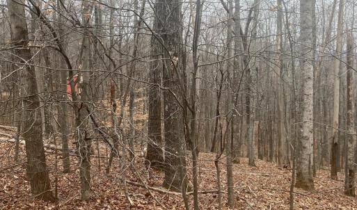 Photo #5 of DOGWOOD LANE, NELLYSFORD, VA 1.3 acres