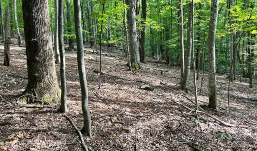 Photo #1 of DOGWOOD LANE, NELLYSFORD, VA 1.3 acres