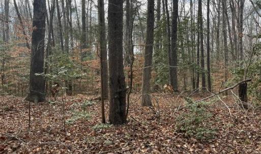 Photo #1 of 6317 LITTLE ACRES LN, WOODFORD, VA 5.5 acres
