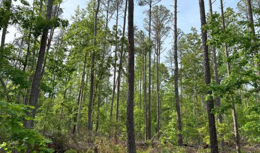 Photo #9 of HADEN MARTIN ROAD, PALMYRA, VA 137.7 acres