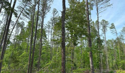 Photo #10 of HADEN MARTIN ROAD, PALMYRA, VA 137.7 acres