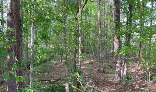 Photo #16 of HADEN MARTIN ROAD, PALMYRA, VA 137.7 acres