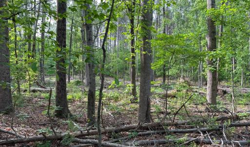 Photo #7 of HADEN MARTIN ROAD (TRACT: MARTIN PITTS), PALMYRA, VA 137.7 acres