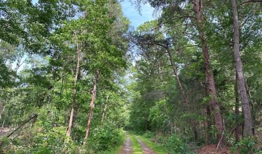 Photo #5 of HADEN MARTIN ROAD (TRACT: MARTIN PITTS), PALMYRA, VA 132.0 acres