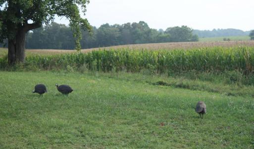 Photo #10 of SEMINOLE TRL, ROCHELLE, VA 19.6 acres