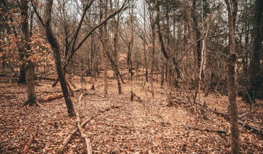 Photo #40 of ELLIS RD, LIGNUM, VA 54.2 acres