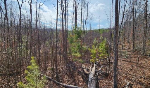 Photo #6 of VAWTER CORNER, LOUISA, VA 50.5 acres