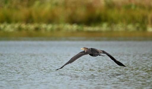 Photo #37 of TATUM DR, MINERAL, VA 0.4 acres