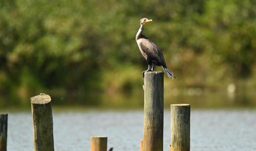 Photo #38 of TATUM DR, MINERAL, VA 0.4 acres