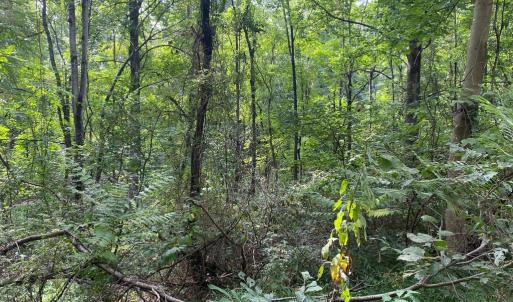 Photo #3 of JACKSON LANE, BOSTON, VA 10.0 acres
