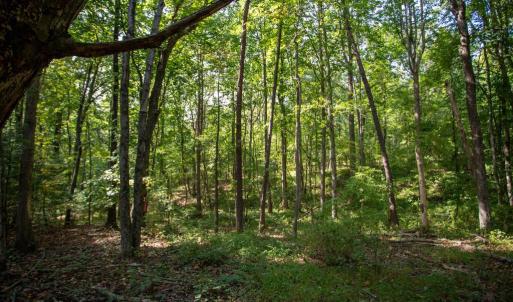 Photo #5 of JACKSON LANE, BOSTON, VA 10.0 acres