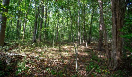 Photo #4 of JACKSON LANE, BOSTON, VA 10.0 acres