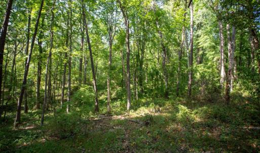 Photo #6 of JACKSON LANE, BOSTON, VA 10.0 acres
