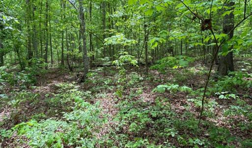 Photo #2 of R/W OFF JUSTICE LN, ORANGE, VA 10.0 acres