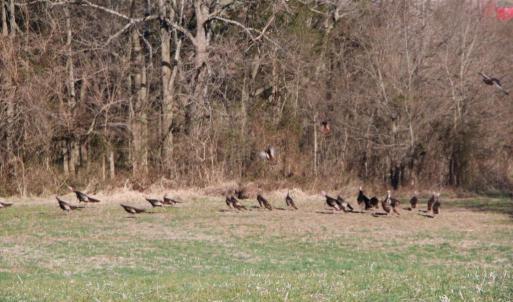 Photo #22 of 4249 MIDLAND RD, MIDLAND, VA 120.3 acres