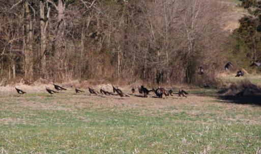 Photo #23 of 4249 MIDLAND RD, MIDLAND, VA 120.3 acres
