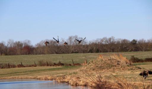 Photo #48 of 4249 MIDLAND RD, MIDLAND, VA 120.3 acres