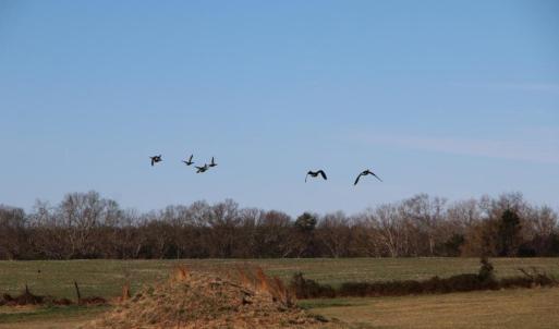 Photo #47 of 4249 MIDLAND RD, MIDLAND, VA 120.3 acres