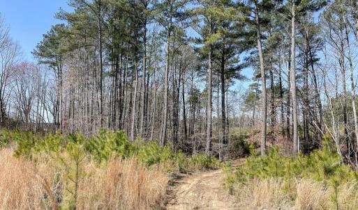 Photo #4 of YELLOWBOTTOM RD, LIGNUM, VA 115.0 acres