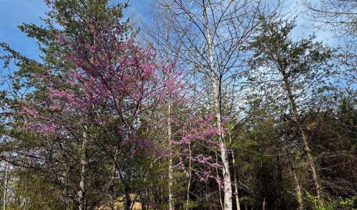 Photo #6 of 0 CASTLETON FORD, CASTLETON, VA 8.9 acres