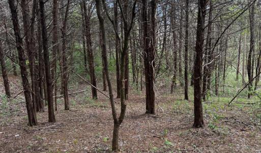 Photo #12 of 0 CASTLETON FORD, CASTLETON, VA 8.9 acres