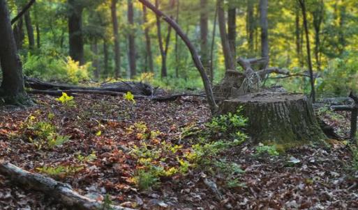 Photo #7 of US HWY 340 GALLOWAY SPRINGS, STANLEY, VA 32.0 acres