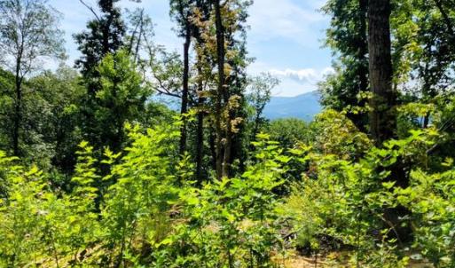 Photo #3 of US HWY 340 GALLOWAY SPRINGS, STANLEY, VA 32.0 acres