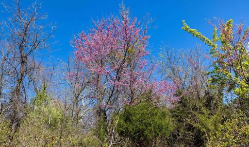 Photo #35 of JOLLETT RD, ELKTON, VA 18.0 acres