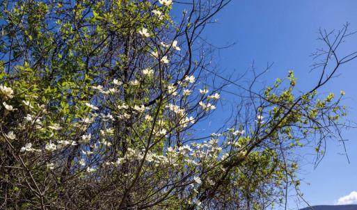 Photo #36 of JOLLETT RD, ELKTON, VA 18.0 acres