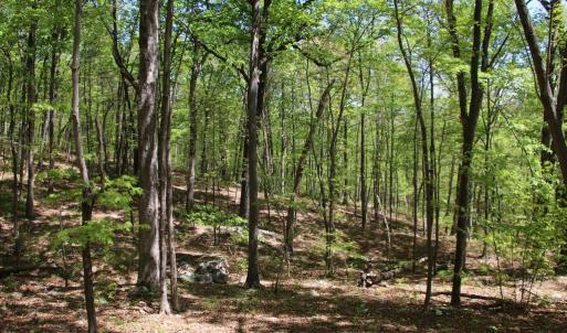 Photo #1 of N EGYPT BEND RD, LURAY, VA 40.4 acres