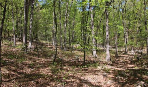 Photo #3 of N EGYPT BEND RD, LURAY, VA 40.4 acres