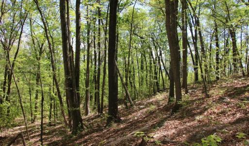 Photo #8 of N EGYPT BEND RD, LURAY, VA 40.4 acres