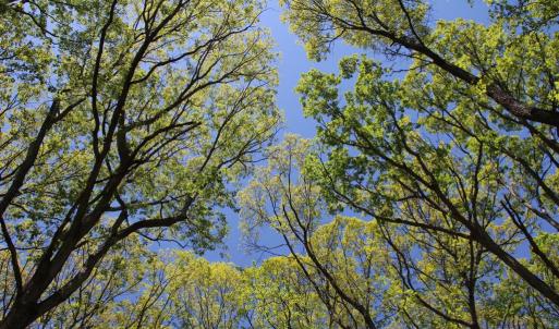Photo #9 of N EGYPT BEND RD, LURAY, VA 40.4 acres