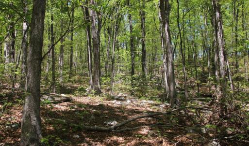 Photo #14 of N EGYPT BEND RD, LURAY, VA 40.4 acres