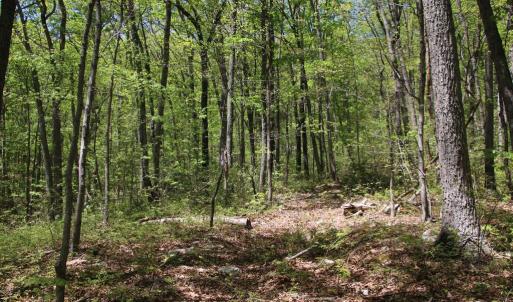 Photo #16 of N EGYPT BEND RD, LURAY, VA 40.4 acres