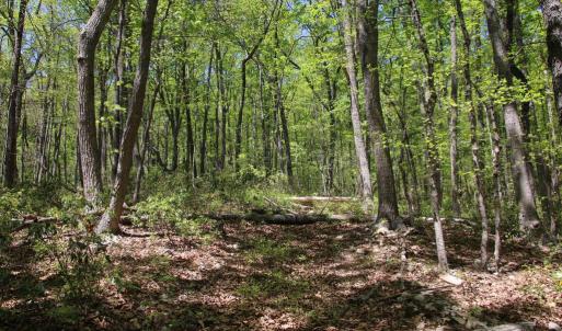 Photo #18 of N EGYPT BEND RD, LURAY, VA 40.4 acres