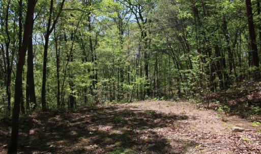 Photo #19 of N EGYPT BEND RD, LURAY, VA 40.4 acres