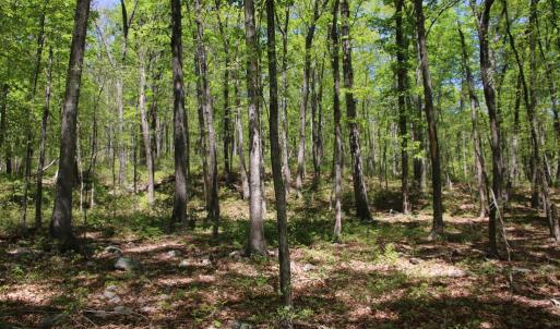 Photo #21 of N EGYPT BEND RD, LURAY, VA 40.4 acres