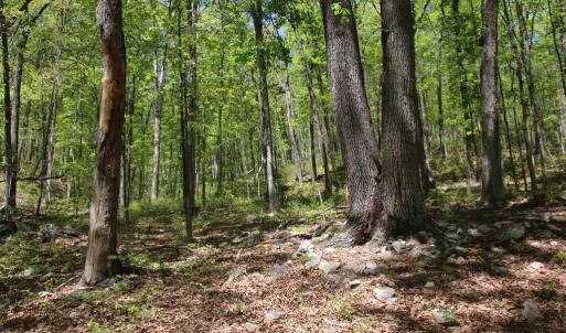 Photo #25 of N EGYPT BEND RD, LURAY, VA 40.4 acres