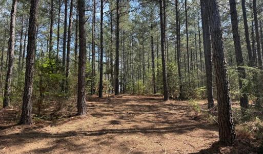 Photo #3 of  30.0 acres