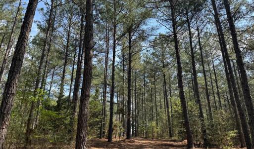 Photo #4 of  30.0 acres