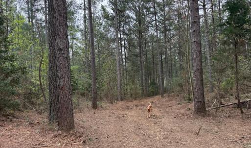 Photo #14 of  30.0 acres