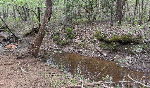 Photo #19 of  30.0 acres