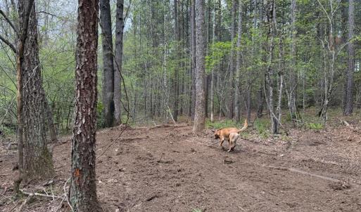 Photo #26 of  30.0 acres
