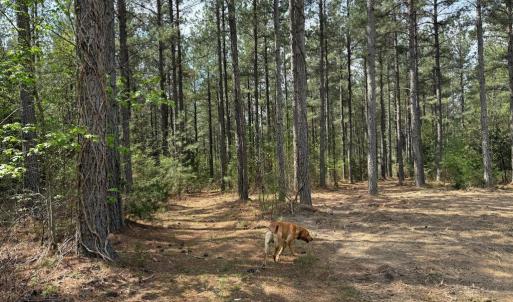 Photo #35 of  30.0 acres