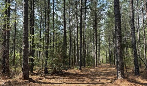 Photo #36 of  30.0 acres