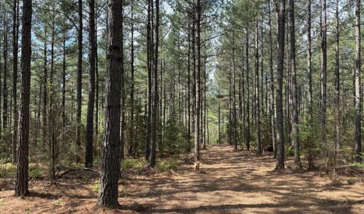 Photo #37 of  30.0 acres