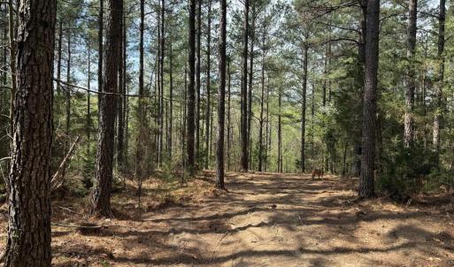 Photo #38 of  30.0 acres